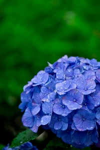 intyou hana